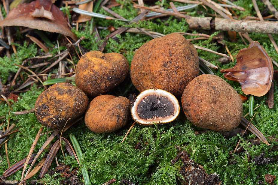 Где растет трюфель гриб в России