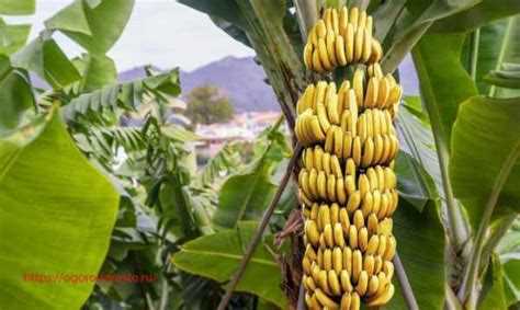 Где растут бананы: основные страны-производители и их особенности