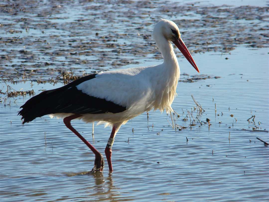 Чем питается черный аист: описание и особенности