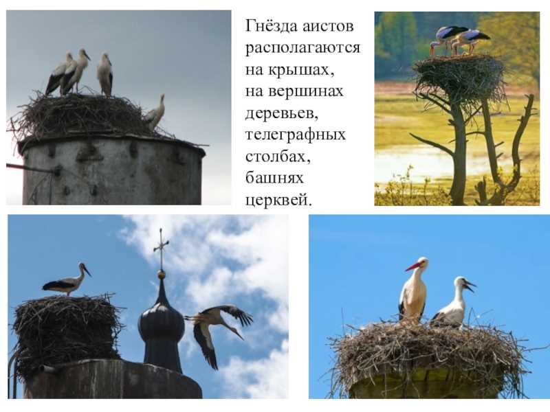 Где живет аист Где живет аист