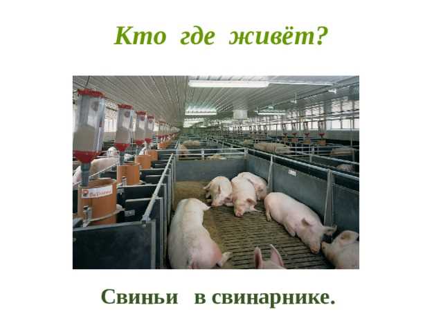 Где живет свинья Где живет свинья