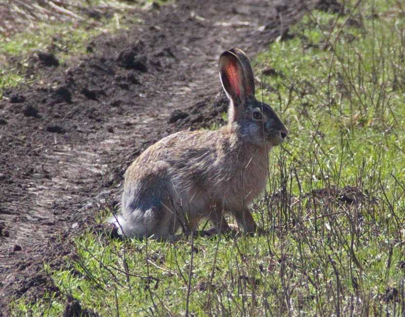 Где живет заяц: исследование мест обитания Где живет заяц: исследование мест обитания