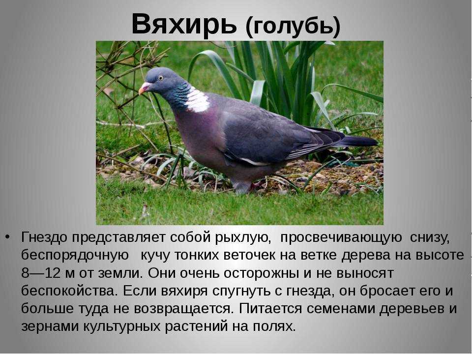 4. Фотографии голубьих перьев