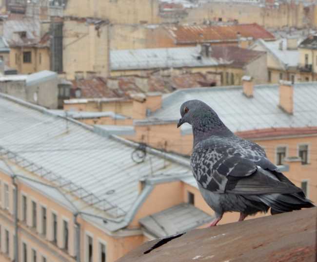 Где живут голуби