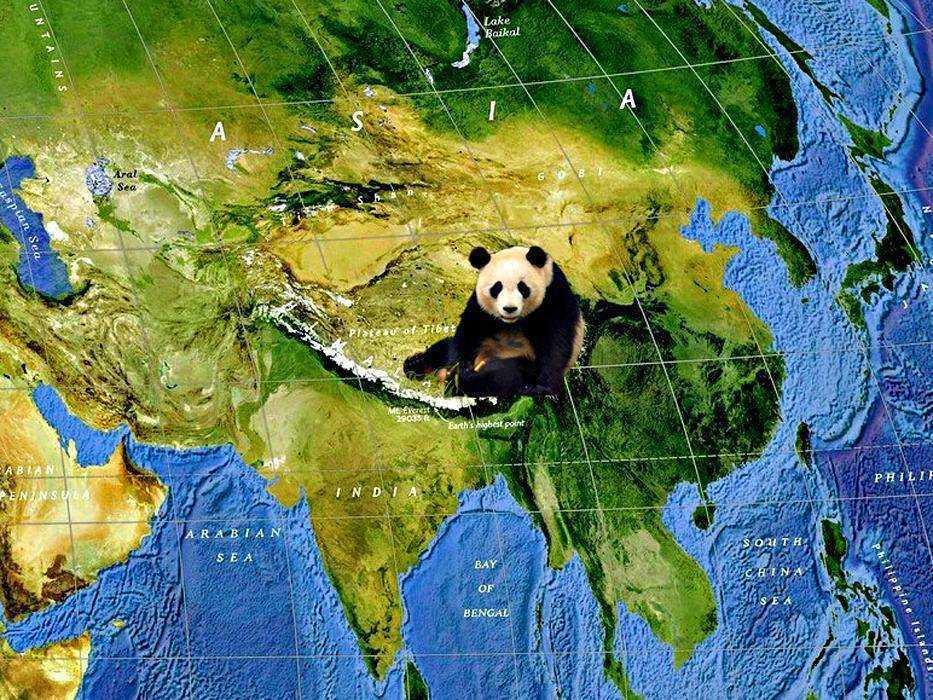 Фото панды: все о том, чем питаются и где живут эти животные