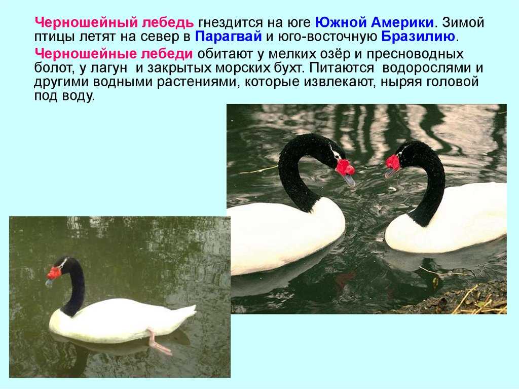 Красная книга лебедь кликун