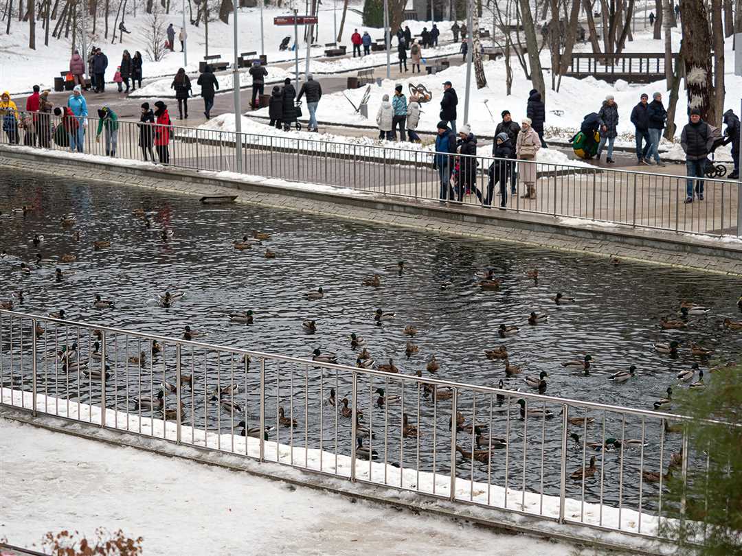 Где зимуют утки Где зимуют утки