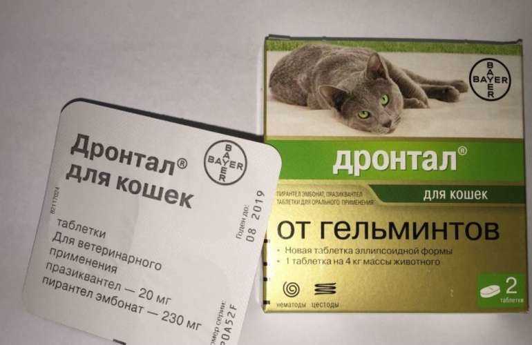 Гемобаланс для кошек: инструкция по применению, отзывы владельцев