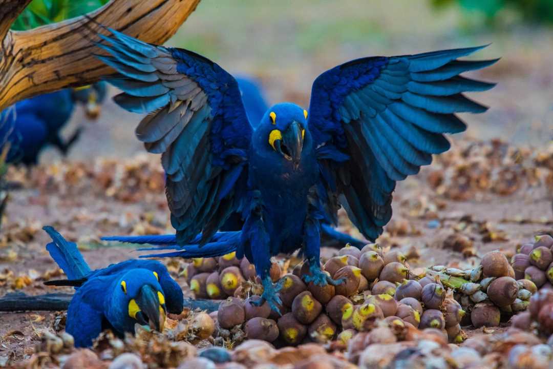 Клетка с попугаем гиацинтовым ара: комфорт и безопасность