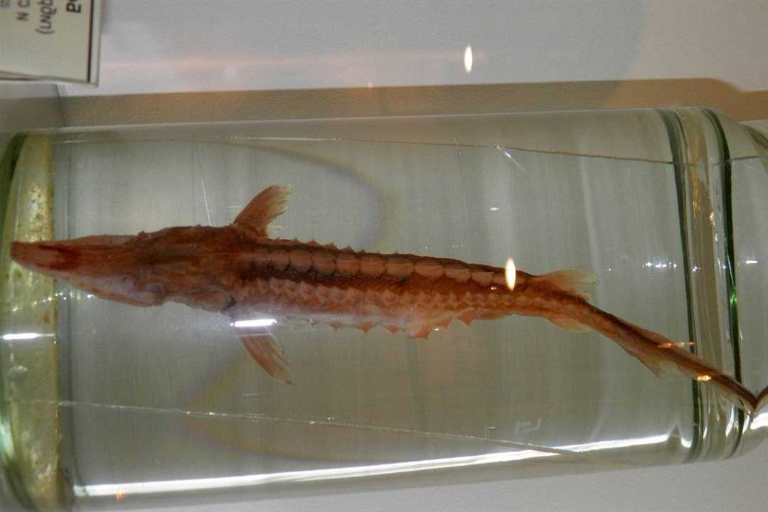 Разведение бестера в пруду