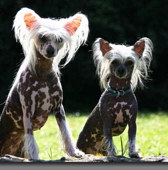 Гладкошерстные породы собак: обзор и особенности Гладкошерстные породы собак: обзор и особенности