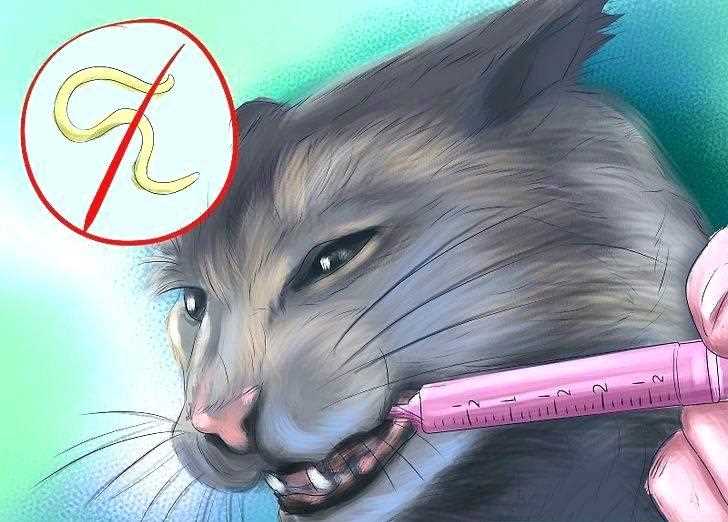 Глисты у кошек: виды и фото с названиями - полезная информация для владельцев питомцев Глисты у кошек: виды и фото с названиями - полезная информация для владельцев питомцев