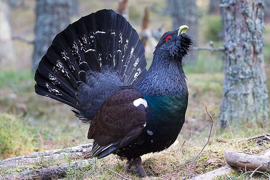 Глухарь фото: как сделать красивые фотографии птицы в естественной среде обитания