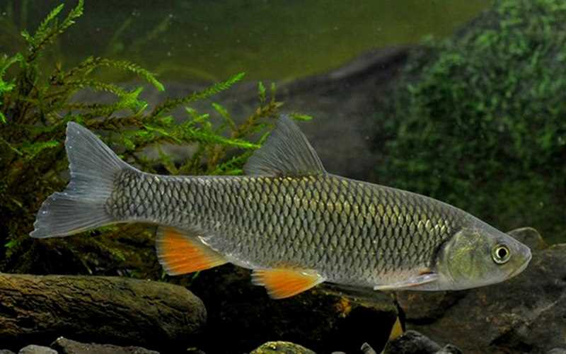 Интересные факты о голавле