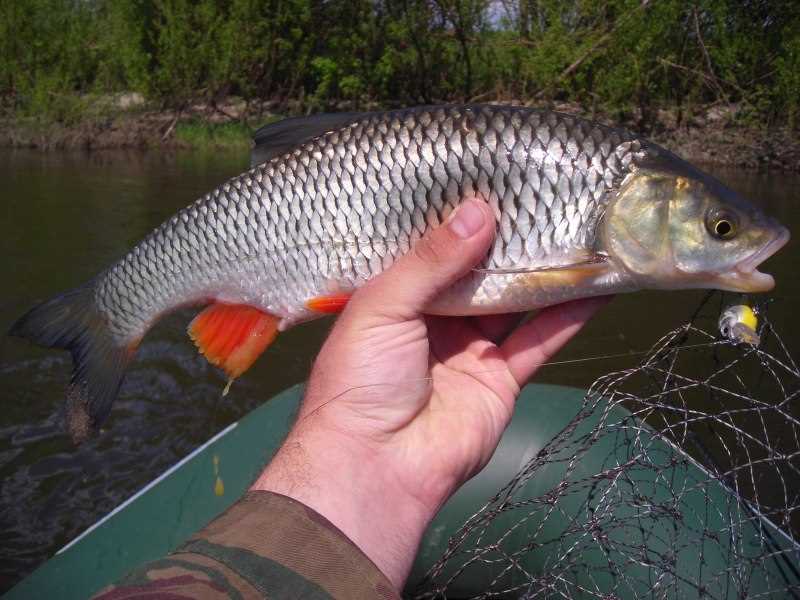 Голавль: фото и описание рыбы, вкусовые качества и особенности ловли