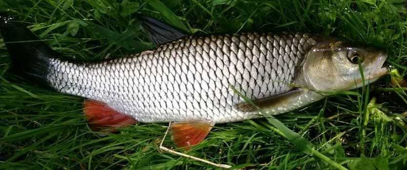 Вкусовые качества голавля