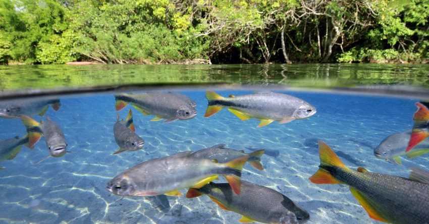 Голец - что это за рыба? Описание, особенности и места обитания Голец - что это за рыба? Описание, особенности и места обитания