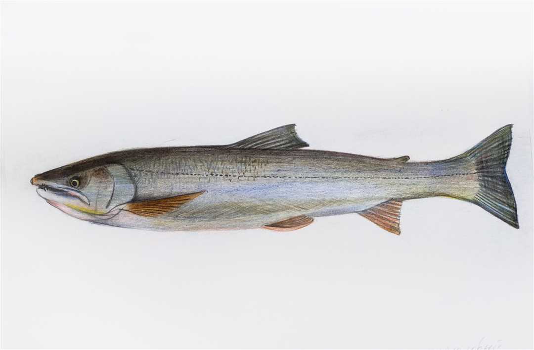 Голец рыба википедия