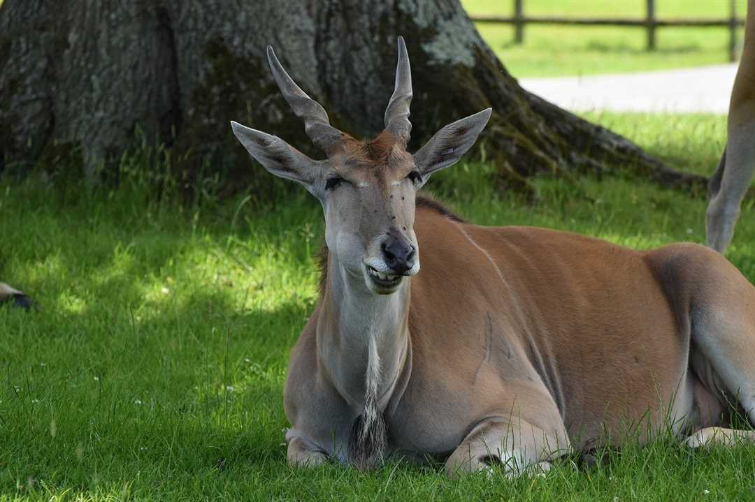 Голубая антилопа фото Голубая антилопа фото