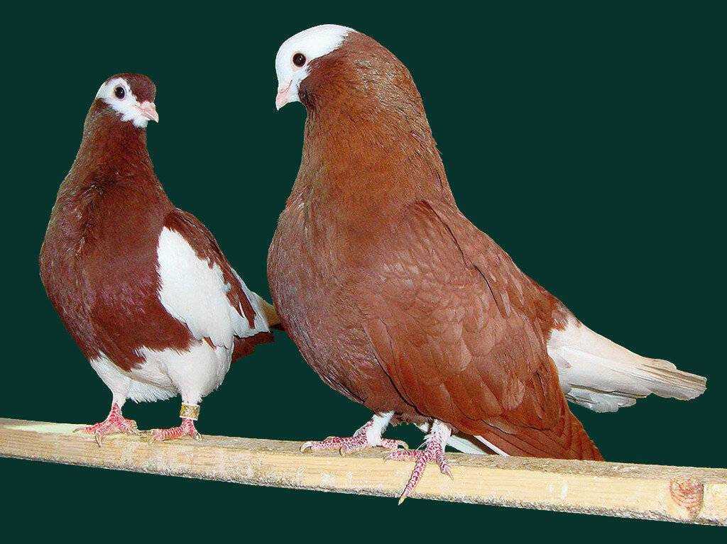 Голуби на зоорынке: голубь без хвоста - миф или реальность?