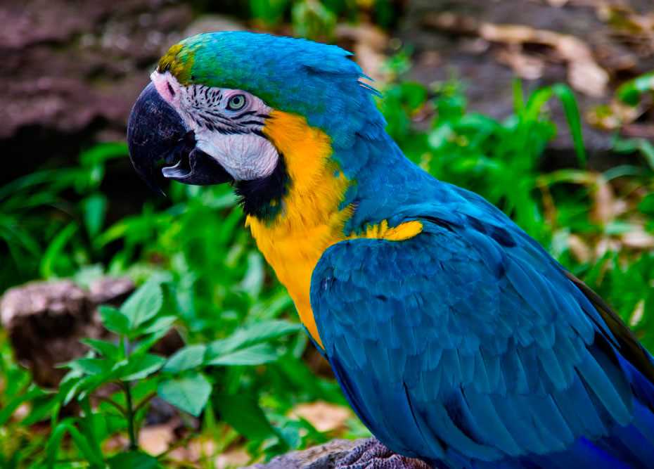 Попугай голубой ара