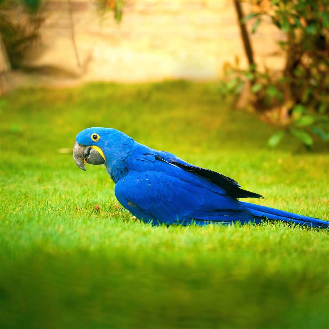 Попугай ара фото синий