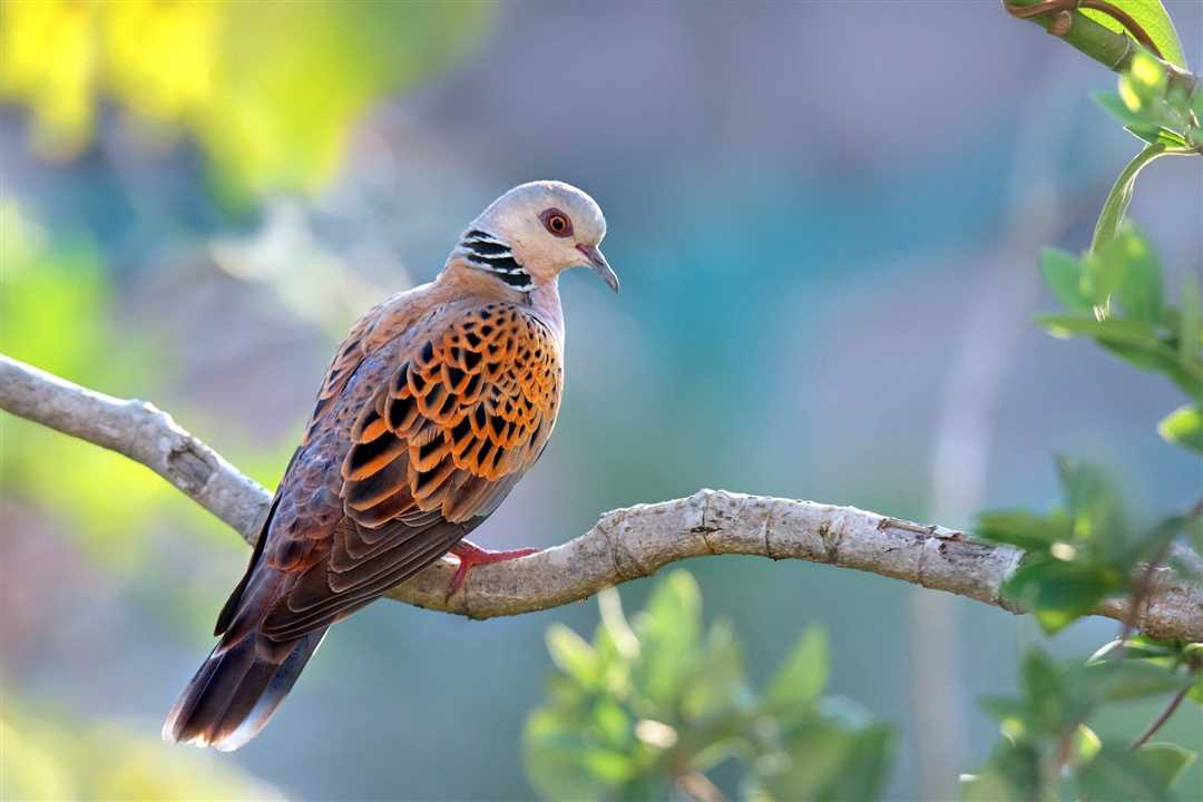 Горлицка чи горлечка