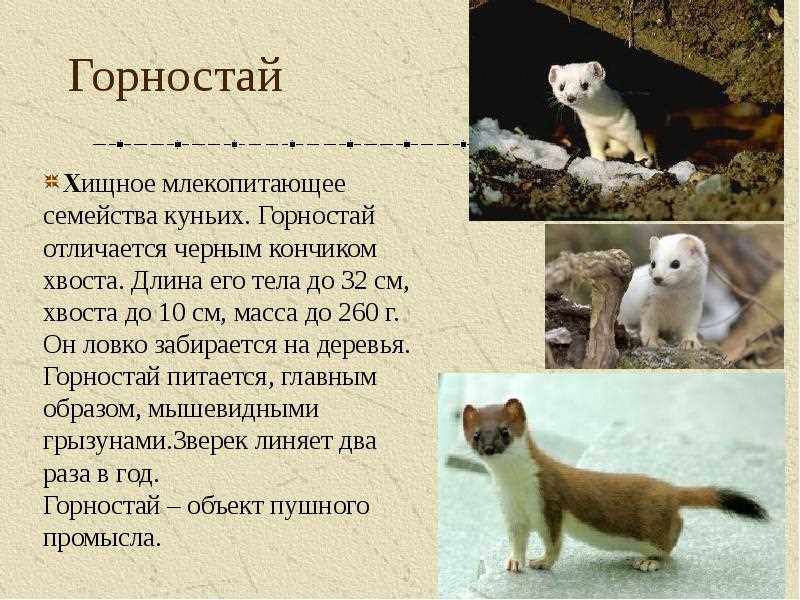 Особенности горностая: фото и описание