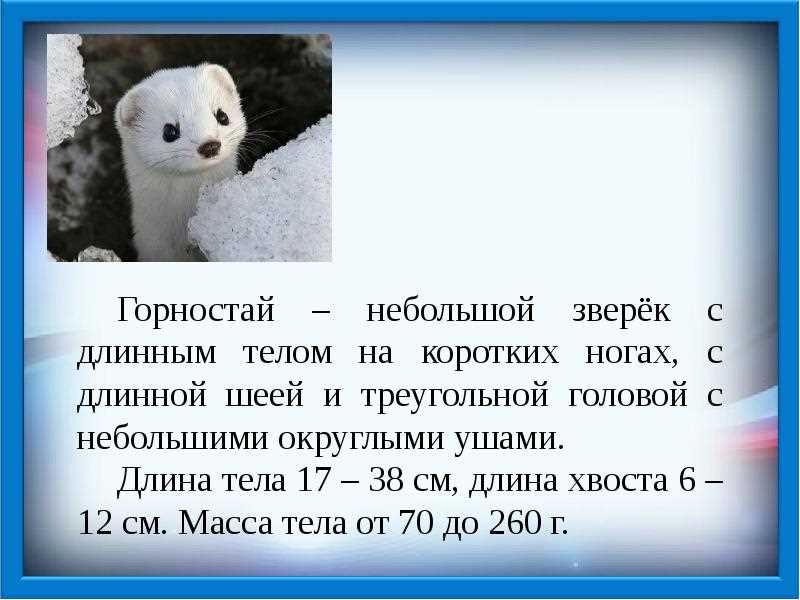 Горностай – млекопитающее или нет?