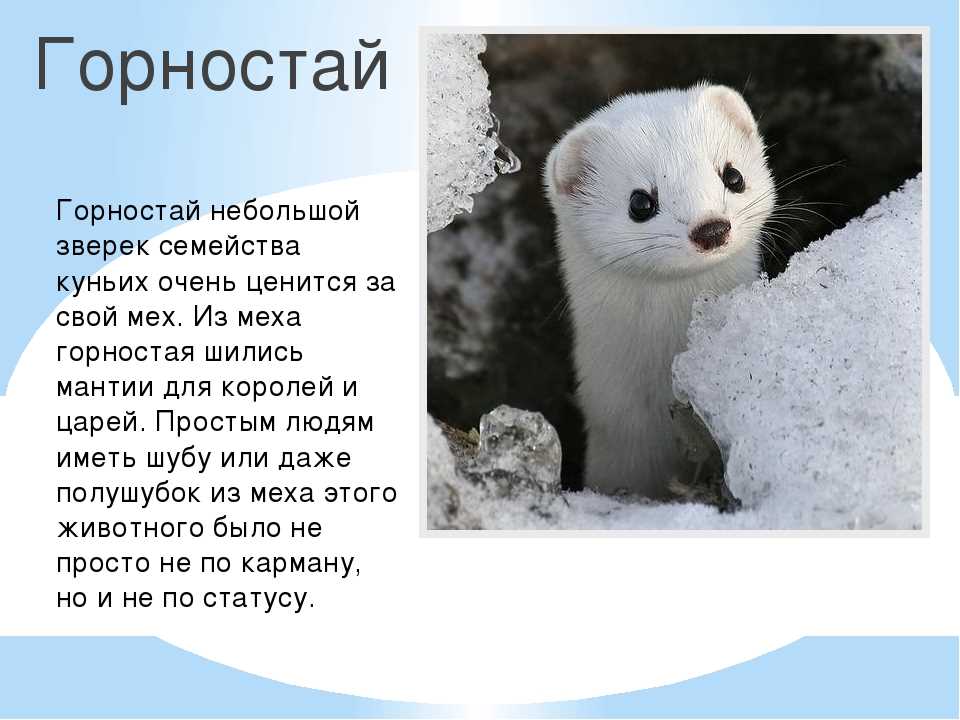 Горностай фото и описание
