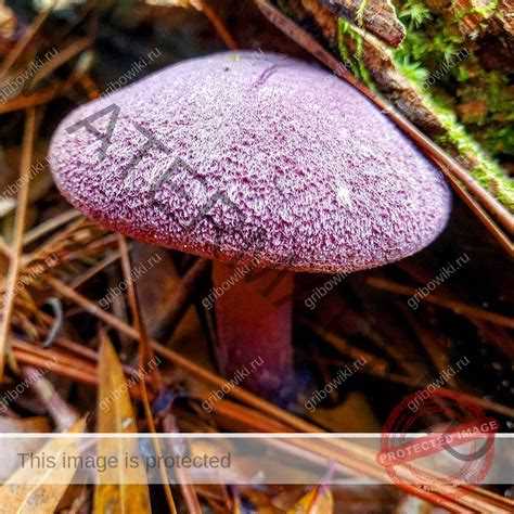 Приготовление гриба паутинника