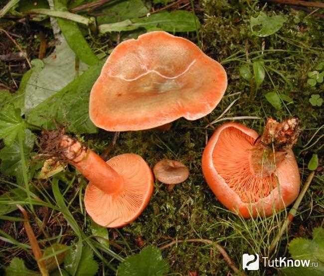 Грибы рыжики: фото, описание и рецепты приготовления