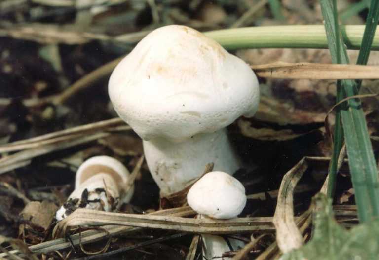 Грибы рядовки: фото, описание и особенности Грибы рядовки: фото, описание и особенности