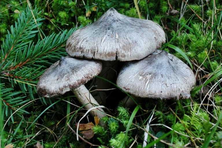 Описание и фото зеленой рядовки