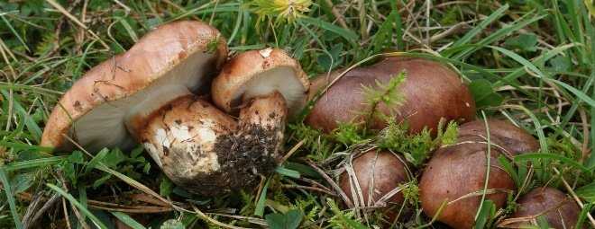 Как распознать рядовку: