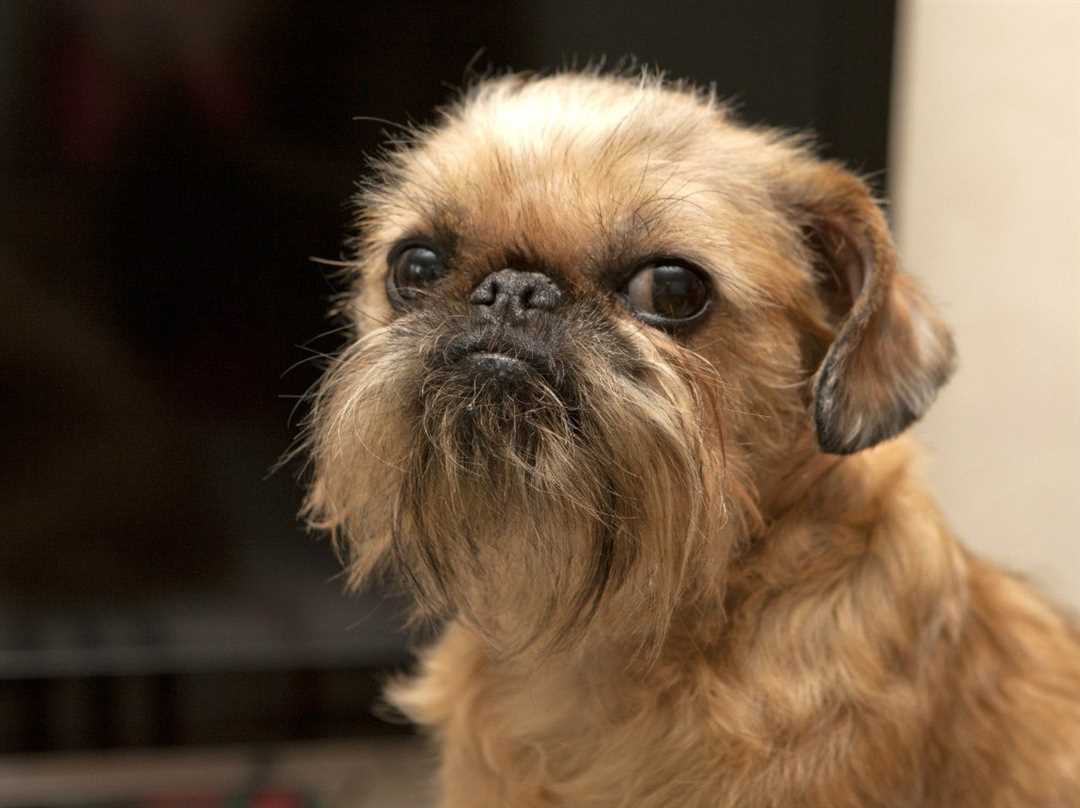 Гриффон порода собаки фото