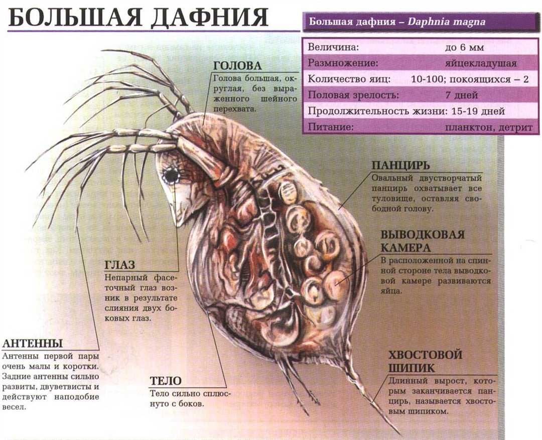 Зачем нужны дафнии в аквариуме?