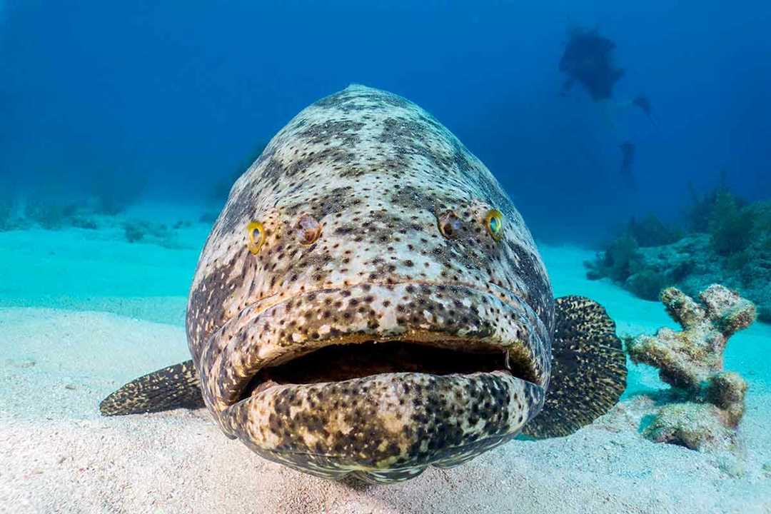 3. Защитные меры и охрана