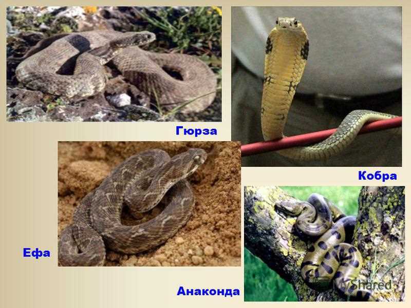 Яд гюрзы: смертоносный и ценный продукт для фармацевтической промышленности