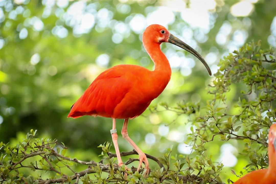 Что такое египетская птица ибис?