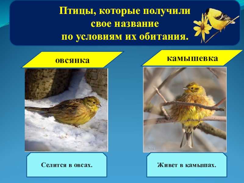 4. Клички для птиц мальчиков: