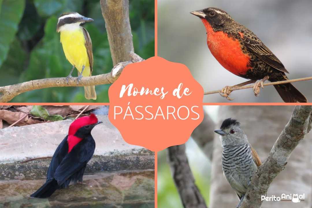 Имена для птиц