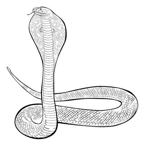 Индийская кобра: опасная змея Азии Индийская кобра 3 буквы