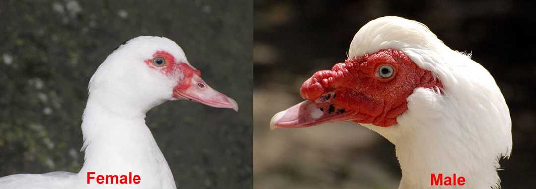 Индоутки как отличить самку от самца фото