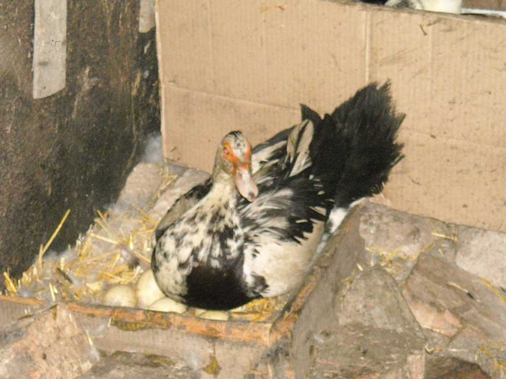 В каком возрасте начинают нестись утки