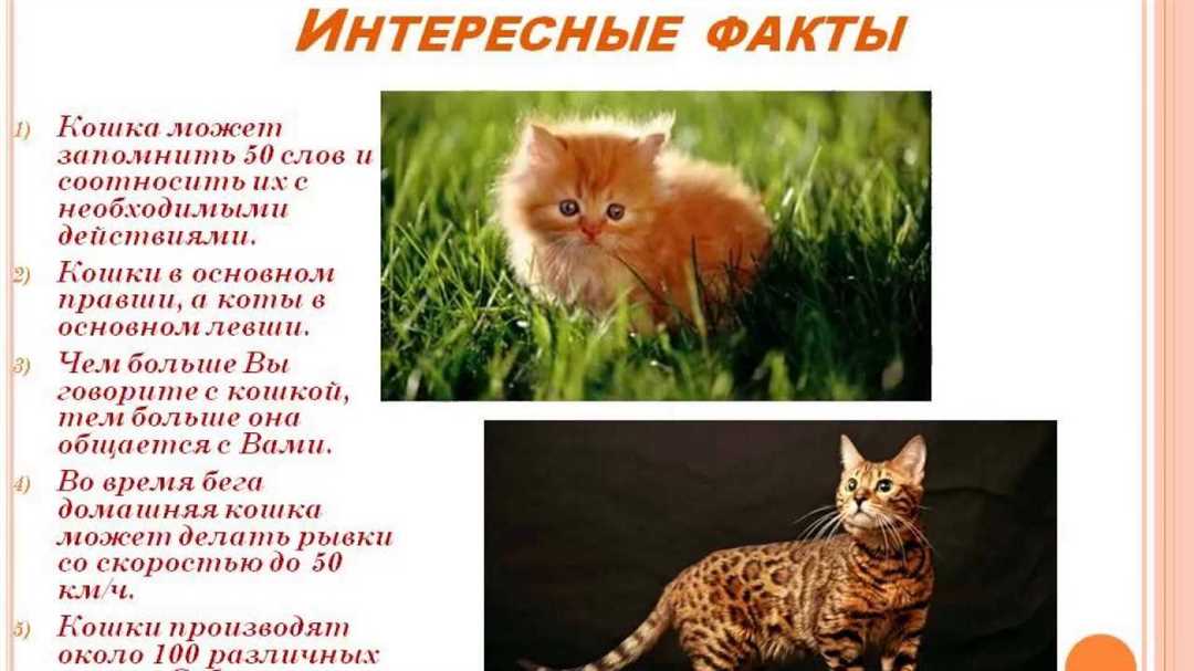 Какие такие кошки?