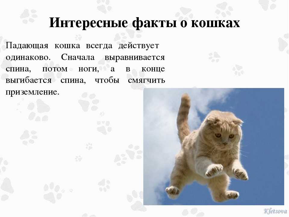 Кто такой кот?