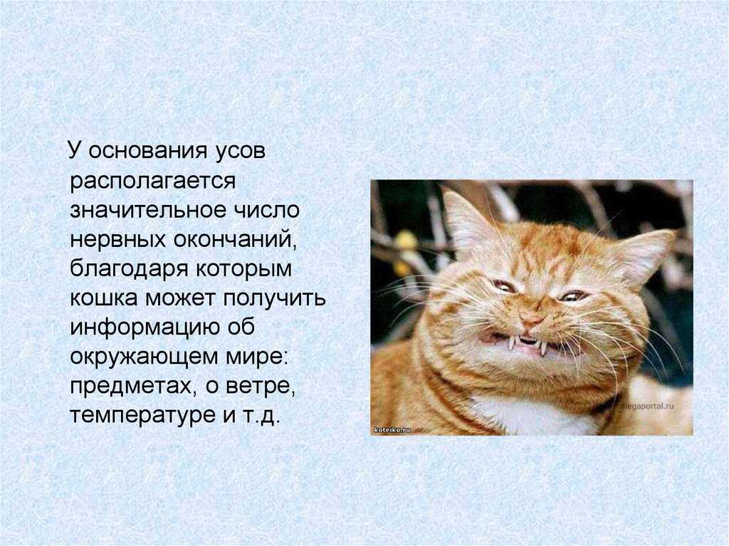 Интересные факты обо кошках. Интересные факты о кошках. Интересные факты о кашке. И́нтересные факты о сабак. Интересные факты о кошках и собаках для детей.