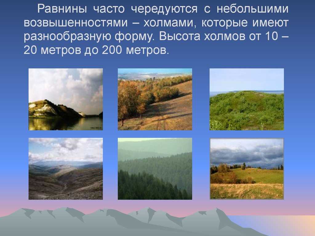 Интересные факты о непарнокопытных животных