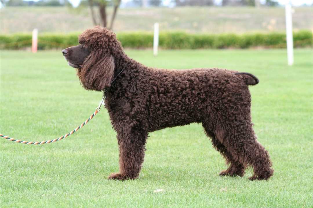 История и происхождение